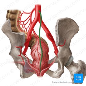Arteria sacralis mediana (Mittige Kreuzbeinarterie); Bild: Begoña Rodriguez