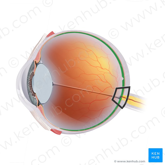 Retina (Netzhaut); Bild: Paul Kim