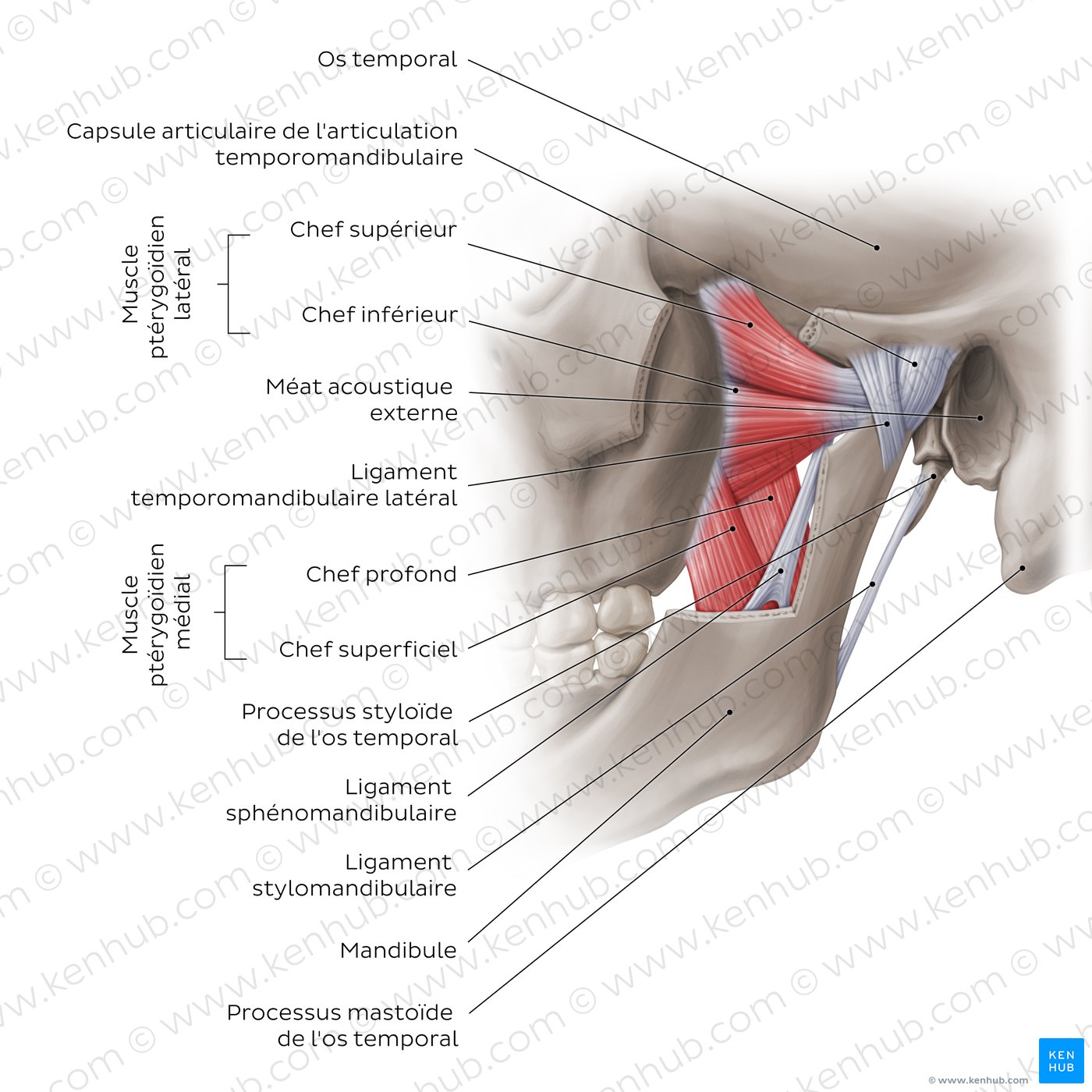 The ligaments of the temporomandibular joint