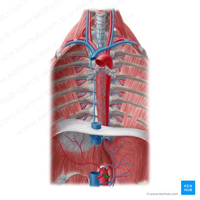 Splenic artery (Arteria splenica); Image: Yousun Koh