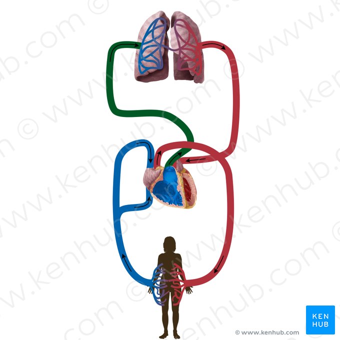 Artéria pulmonar (Arteria pulmonalis); Imagem: Begoña Rodriguez