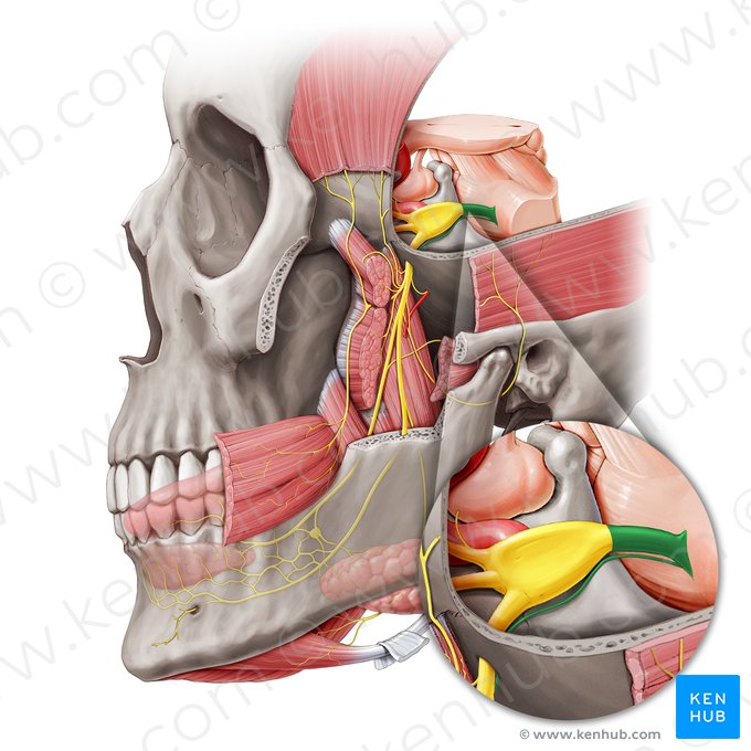 Nervo trigêmeo (Nervus trigeminus); Imagem: Paul Kim