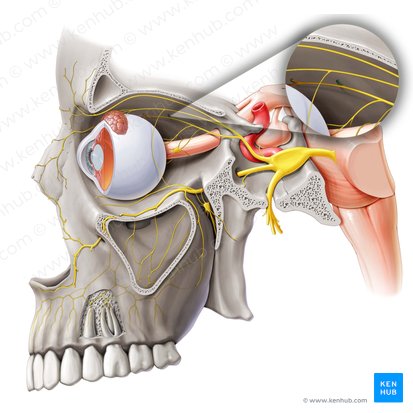 Nervio etmoidal posterior (Nervus ethmoidalis posterior); Imagen: Paul Kim