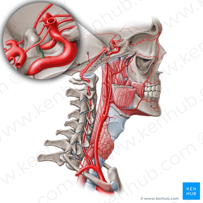 Artéria hipofisária inferior (Arteria hypophysialis inferior); Imagem: Paul Kim