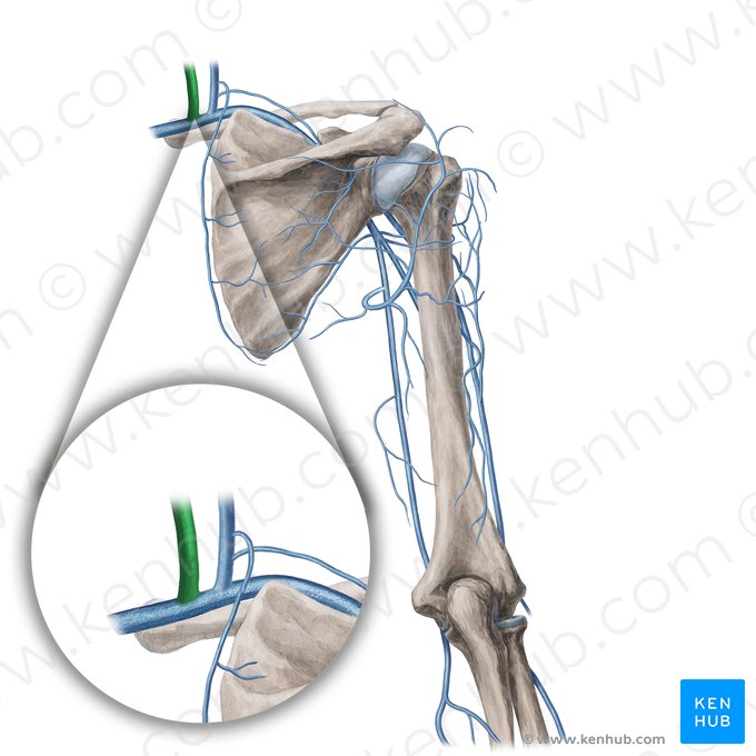 Veia jugular interna (Vena jugularis interna); Imagem: Yousun Koh