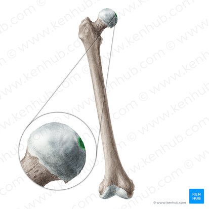 Fovea for ligament of head of femur (Fovea capitis ossis femoris); Image: Liene Znotina