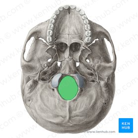 Foramen magno del hueso occipital (Foramen magnum); Imagen: Yousun Koh