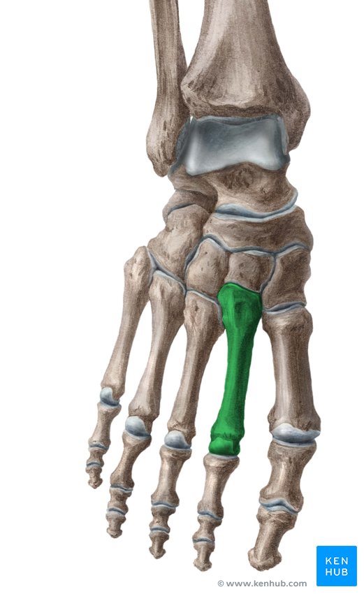 Second metatarsal bone - ventral view