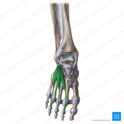 Músculo extensor corto de los dedos (Musculus extensor digitorum brevis); Imagen: Liene Znotina