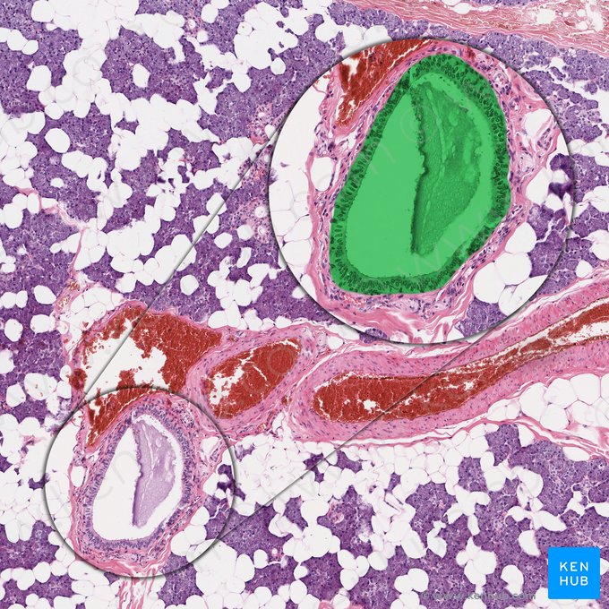 Conducto interlobulillar (Ductus interlobularis); Imagen: 