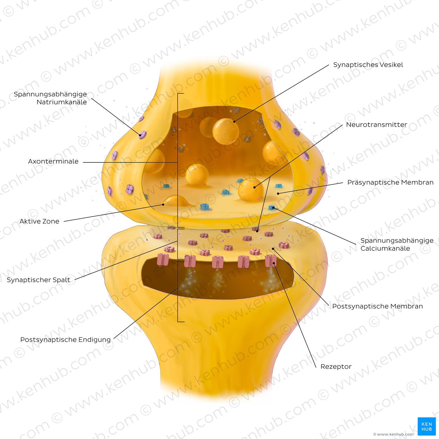 Key features of a chemical synapse.