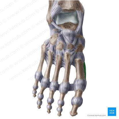 Musculus abductor hallucis (Großzehenspreizer); Bild: Liene Znotina