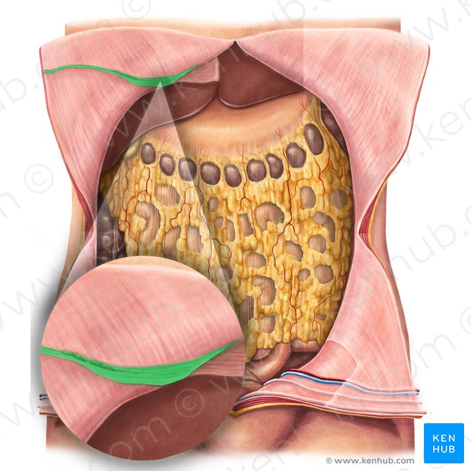 Ligamentum teres hepatis (Rundes Leberband); Bild: Irina Münstermann