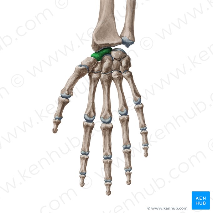 Scaphoid bone (Os scaphoideum); Image: Yousun Koh