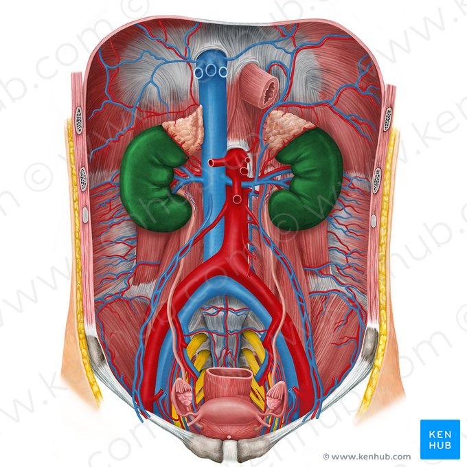 Kidney (Ren); Image: Irina Münstermann