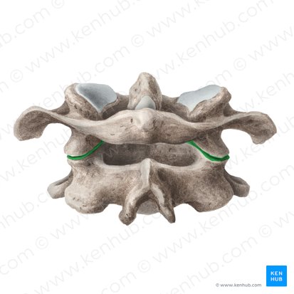 Articulación atlantoaxoidea lateral (Articulatio atlantoaxialis lateralis); Imagen: Liene Znotina