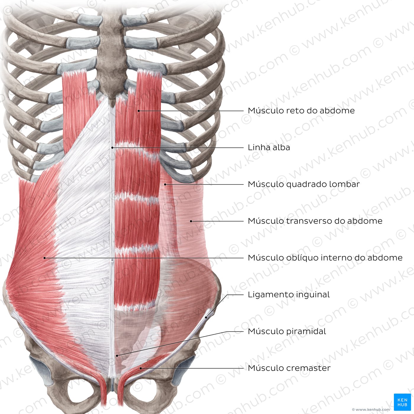 Músculos da parede abdominal