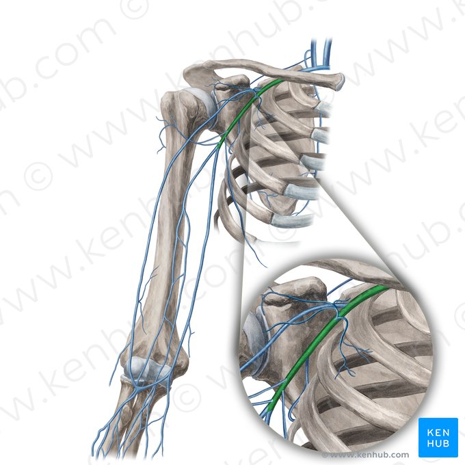 Vena axilar (Vena axillaris); Imagen: Yousun Koh