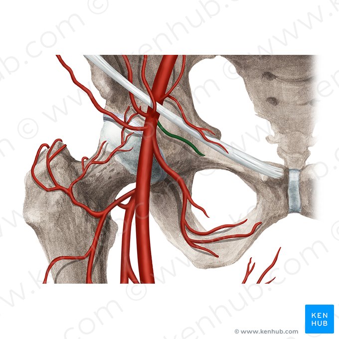 Artéria pudenda externa superficial (Arteria pudenda externa superficialis); Imagem: Rebecca Betts