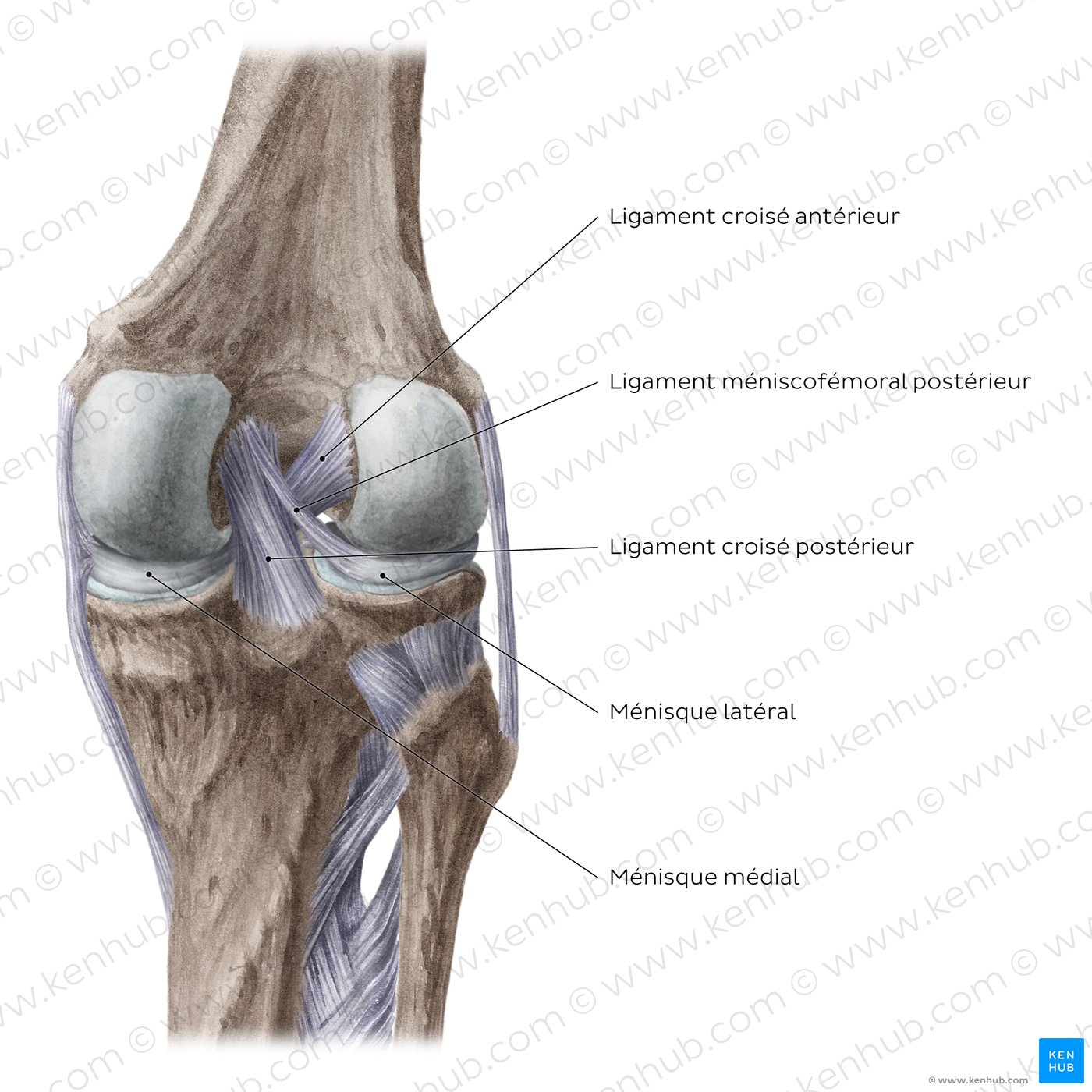 Jambe Et Genou Os Muscles Et Articulations Kenhub