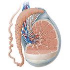 Testis and epididymis