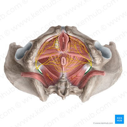 Pudendal nerve (Nervus pudendus); Image: Rebecca Betts