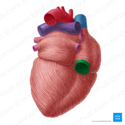 Inferior vena cava (Vena cava inferior); Image: Yousun Koh