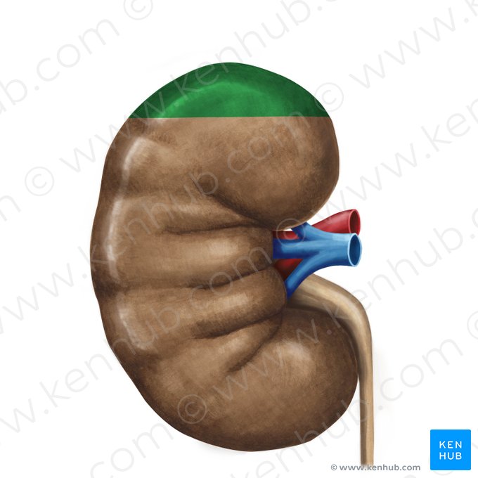 Superior pole of kidney (Polus superior renis); Image: Irina Münstermann