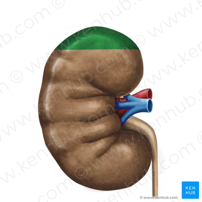 Extremidad superior del riñón (Polus superior renis); Imagen: Irina Münstermann