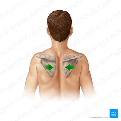 Retracción de la escápula (Retractio scapulae); Imagen: Paul Kim