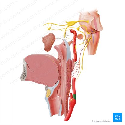 Carotid sinus (Sinus carotidis); Image: Paul Kim
