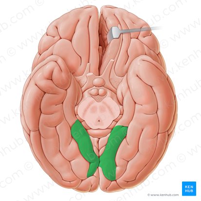 Giro lingual (Gyrus lingualis); Imagen: Paul Kim