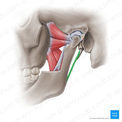 Ligamentum stylomandibulare (Griffelfortsatz-Unterkiefer-Band); Bild: Paul Kim