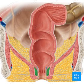 Esfíncter anal interno (Musculus sphincter internus ani); Imagem: Samantha Zimmerman