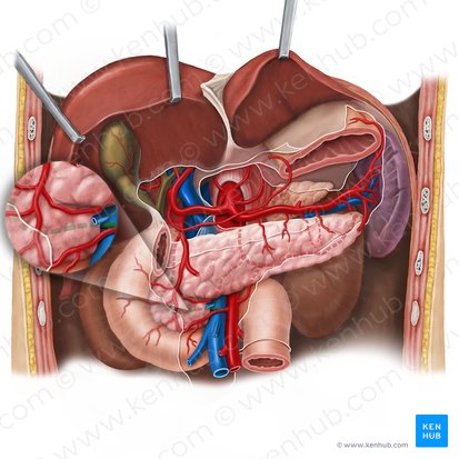 Arteria pancreaticoduodenalis posterior inferior (Untere hintere Bauchspeicheldrüsen-Zwölffingerdarm-Arterie); Bild: Esther Gollan