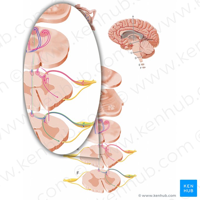 Fibras propioceptivas de la médula espinal lumbar (Fibrae afferentes proprioceptivae partis lumbalis medullae spinalis); Imagen: Paul Kim