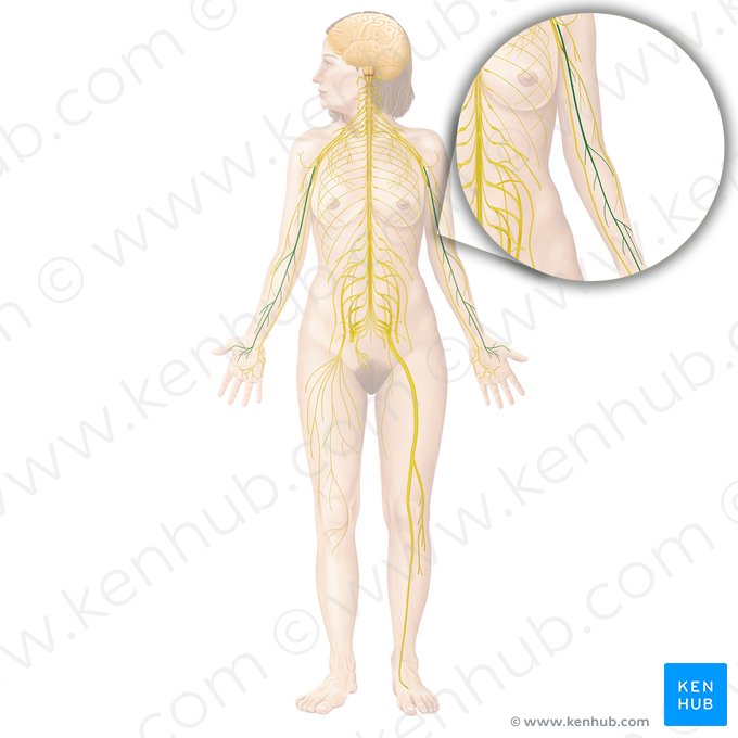 Median nerve (Nervus medianus); Image: Begoña Rodriguez