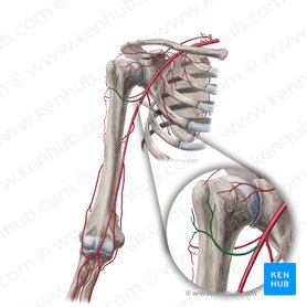 Arteria circunfleja humeral anterior (Arteria circumflexa anterior humeri); Imagen: Yousun Koh