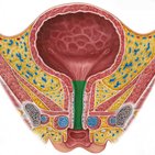 Harnröhre (Urethra)