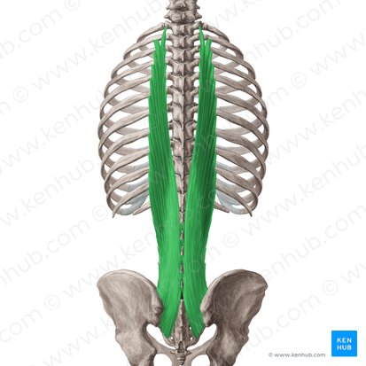 Músculo longuíssimo do tórax (Musculus longissimus thoracis); Imagem: Yousun Koh