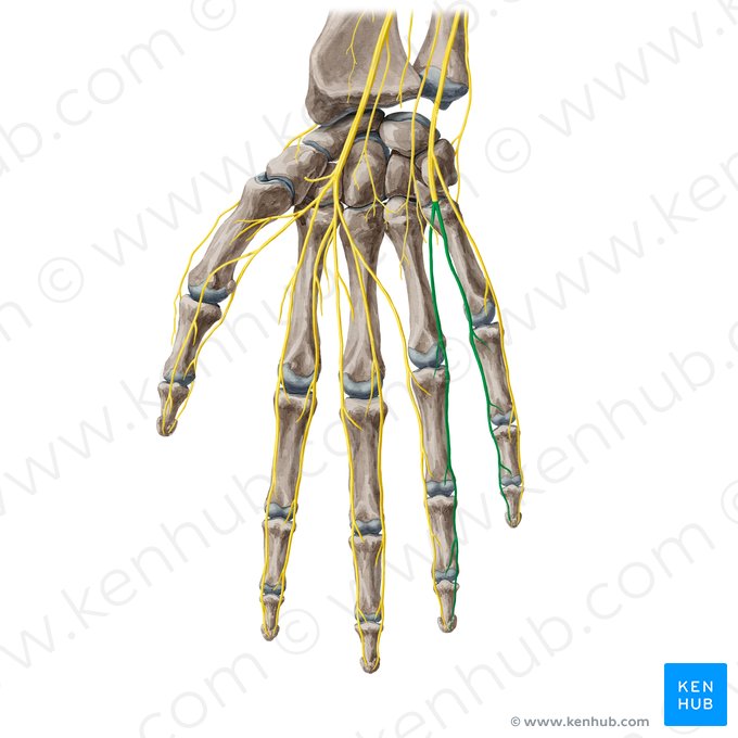 Ramos digitales palmares propios del nervio ulnar (Rami digitales palmares proprii nervi ulnaris); Imagen: Yousun Koh