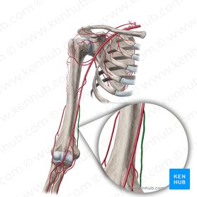 Artéria colateral ulnar superior (Arteria collateralis ulnaris superior); Imagem: Yousun Koh