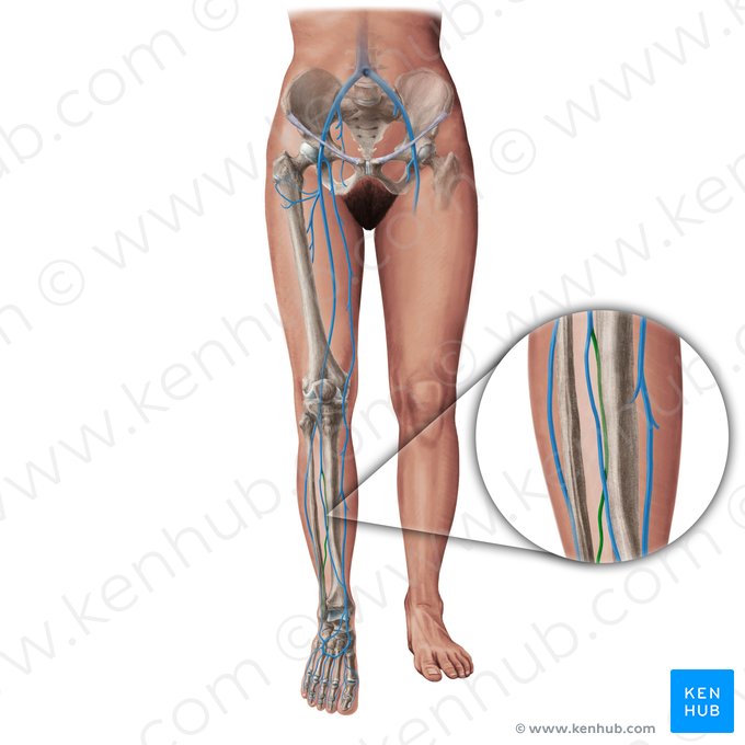 Vena tibial posterior (Vena tibialis posterior); Imagen: Paul Kim