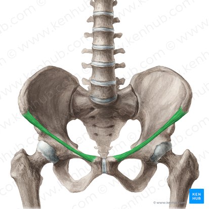 Ligamentum inguinale (Leistenband); Bild: Liene Znotina