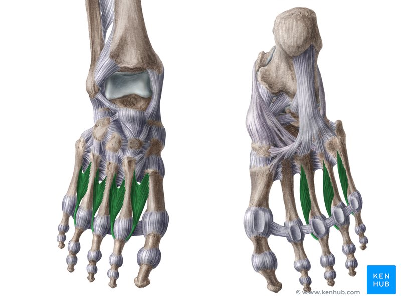 Dorsal interossei - superior view (left), Plantar interossei - inferior view (right)