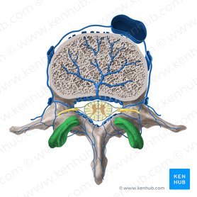 Proceso articular superior de la vértebra (Processus articularis superior vertebrae); Imagen: Paul Kim