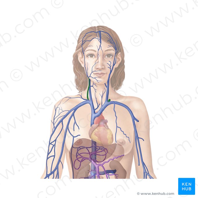 External jugular vein (Vena jugularis externa); Image: Begoña Rodriguez