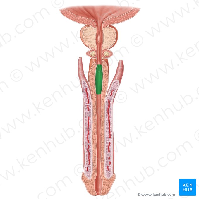 Ampola uretral (Ampulla urethrae); Imagem: Samantha Zimmerman