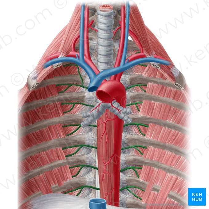 Artère intercostale postérieure (Arteria intercostalis posterior); Image : Yousun Koh