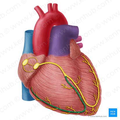 Ramo direito do feixe atrioventricular (Crus dextrum fasciculi atrioventricularis); Imagem: Yousun Koh